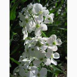 Hesperis matronalis - natviol