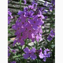 Hesperis matronalis - natviol