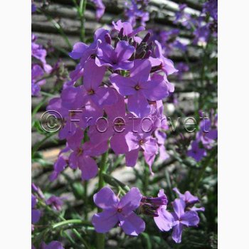 Hesperis matronalis - Violette Matronenblume - Natviol Violette