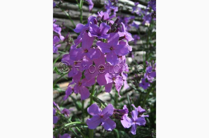 Hesperis matronalis - Violette Matronenblume - Natviol Violette