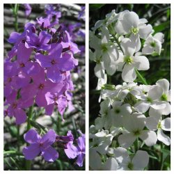 Hesperis matronalis - natviol