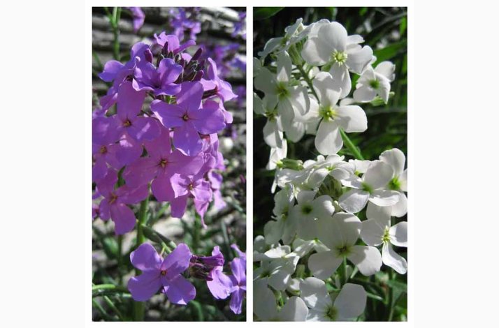 Hesperis matronalis - natviol