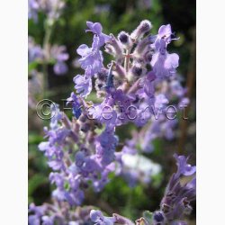 Nepeta kant mussinii Faassenii - Katmynte (min. 350 fr)