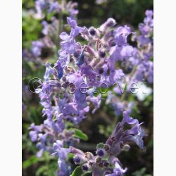 Nepeta kant mussinii Faassenii - Katmynte (min. 350 fr)
