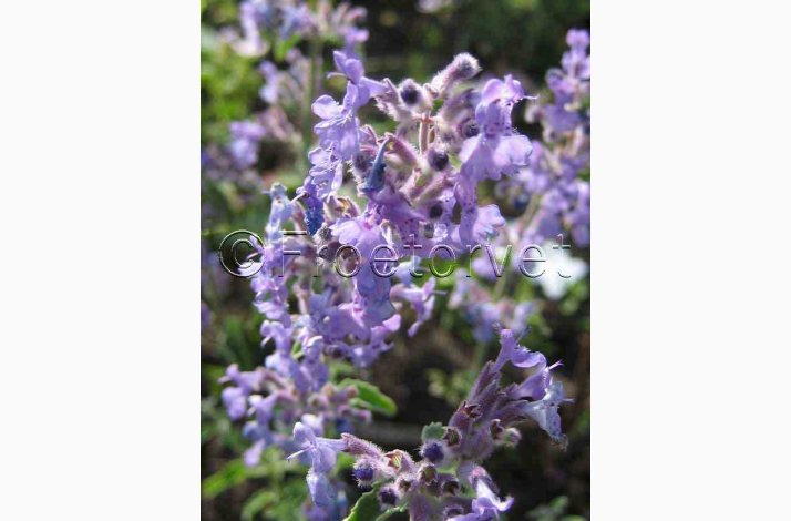 Nepeta kant mussinii Faassenii - Katmynte (min. 350 fr)