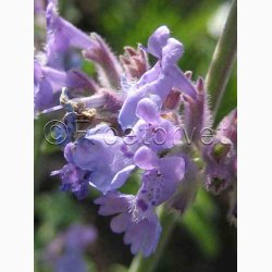 Nepeta kant mussinii Faassenii - Katmynte (min. 350 fr)