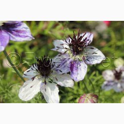 Djvlen i busken Love in a Mist Delft Blue (min. 40 fr)