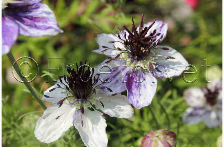 Djvlen i busken Love in a Mist Delft Blue (min. 40 fr)