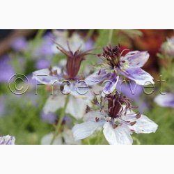 Djvlen i busken Love in a Mist Delft Blue (min. 40 fr)