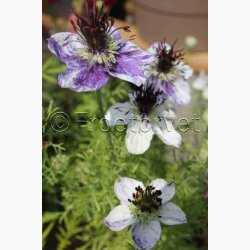 Djvlen i busken Love in a Mist Delft Blue (min. 40 fr)