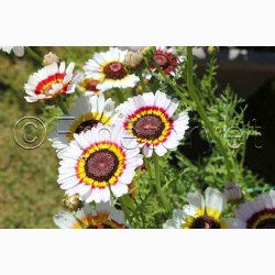 Okseje, blanding (min. 50 fr)