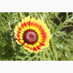 Okseje, blanding (min. 50 fr)