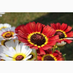 Okseje, blanding (min. 50 fr)