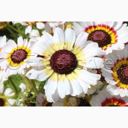 Okseje, blanding (min. 50 fr)