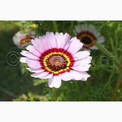 Okseje, blanding (min. 50 fr)