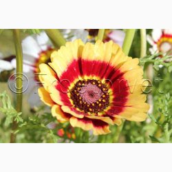 Okseje, blanding (min. 50 fr)