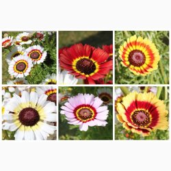 Okseje, blanding (min. 50 fr)