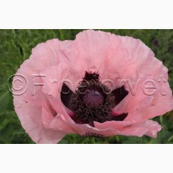 PAPAVER Orientale-Hybr. 'Prinzessin Victoria Louise' - Kmpevalmue (min. 100 fr)