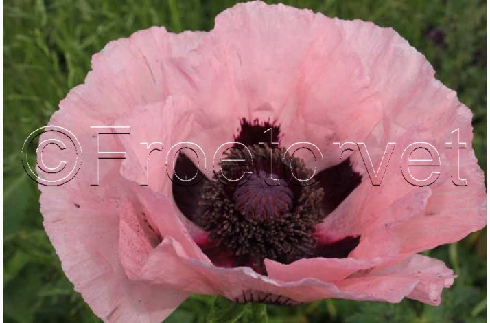 PAPAVER Orientale-Hybr. 'Prinzessin Victoria Louise' - Kmpevalmue (min. 100 fr)