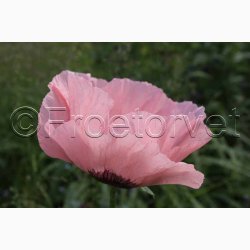 PAPAVER Orientale-Hybr. 'Prinzessin Victoria Louise' - Kmpevalmue (min. 100 fr)