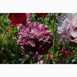 Blomsterfr, Papaver Rhoeas Pandora - Valmue (ca. 300 fr)