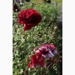 Blomsterfr, Papaver Rhoeas Pandora - Valmue (ca. 300 fr)