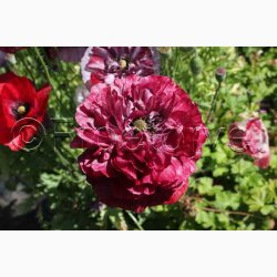 Blomsterfr, Papaver Rhoeas Pandora - Valmue (ca. 300 fr)