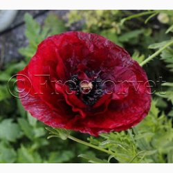 Blomsterfr, Papaver Rhoeas Pandora - Valmue (ca. 300 fr)