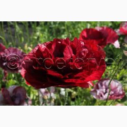 Blomsterfr, Papaver Rhoeas Pandora - Valmue (ca. 300 fr)