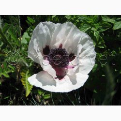Papaver Orientale Royal Wedding-Kmpevalmue (Min. 100 fr)