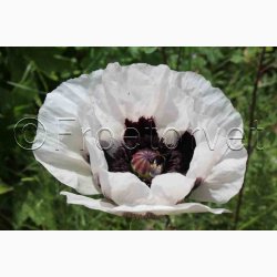 Papaver Orientale Royal Wedding-Kmpevalmue (Min. 100 fr)