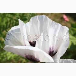 Papaver Orientale Royal Wedding-Kmpevalmue (Min. 100 fr)