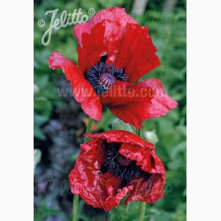 PAPAVER Orientale Hybrid Beauty of Livermere -Kmpevalmue (Min. 100 fr)