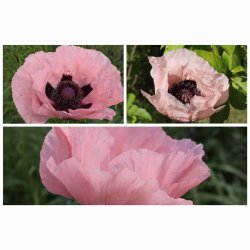 K�mpevalmue � Papaver orientale �Prinzessin Victoria Louise� � Fr� (min. 100 stk.)