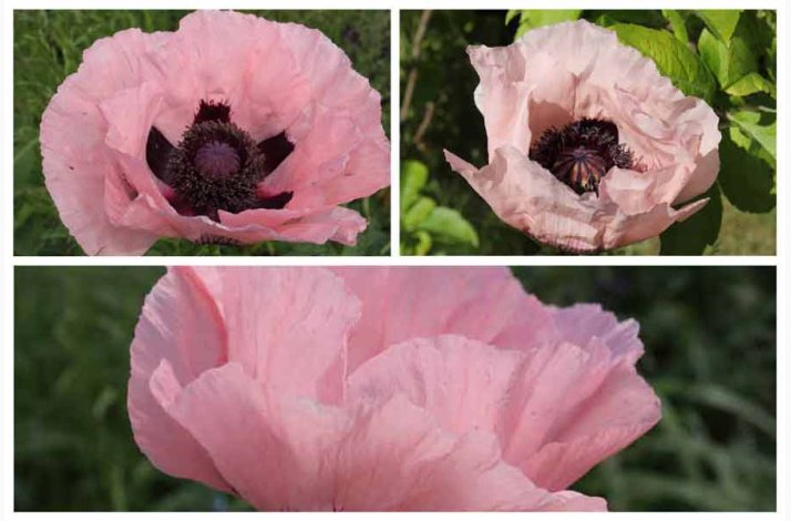 K�mpevalmue � Papaver orientale �Prinzessin Victoria Louise� � Fr� (min. 100 stk.)