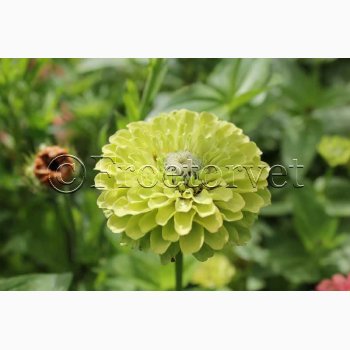 Frkenhat, Green Envy (min 50 fr)