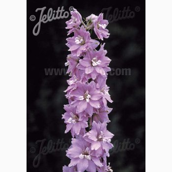 Delphinium pacific Hybrid Magic Fountains Cherry blossom, White bee- Ridderspore (20 fr+10 fr)