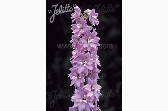 Delphinium pacific Hybrid Magic Fountains Cherry blossom, White bee- Ridderspore (20 fr+10 fr)