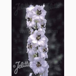 Delphinium pacific Hybrid Magic Fountains White, Dark bee- Ridderspore ( 20 fr)