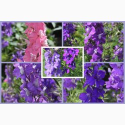 Ridderspore, blanding Exquisit - Sommerridderspore (min.100 fr)