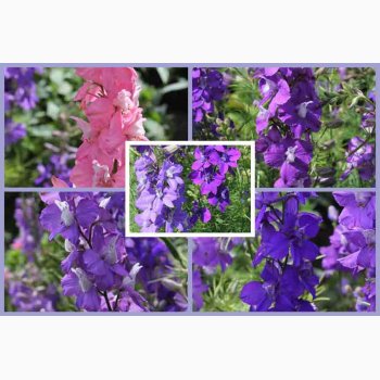 Ridderspore, blanding Exquisit - Sommerridderspore (min.100 fr)