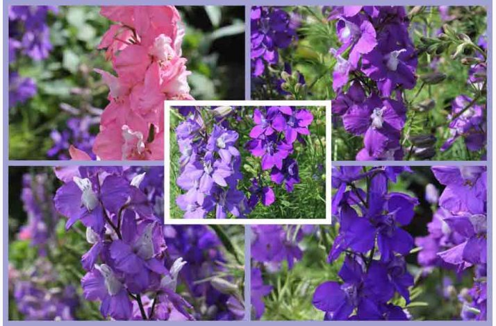 Ridderspore, blanding Exquisit - Sommerridderspore (min.100 fr)