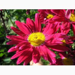 Tanacetum coccineum Rosenkrav miks -Stauden-Margerite Robinson