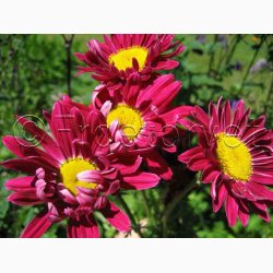 Tanacetum coccineum Rosenkrav miks -Stauden-Margerite Robinson
