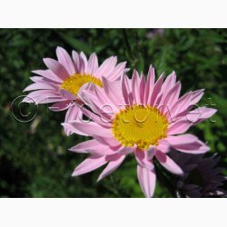 Tanacetum coccineum Rosenkrav miks -Stauden-Margerite Robinson