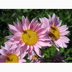 Tanacetum coccineum Rosenkrav miks -Stauden-Margerite Robinson