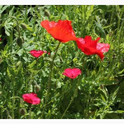 Rdlige toner blomstermiks ( min. 2 gram fr)