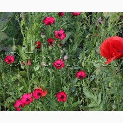 Rdlige toner blomstermiks ( min. 2 gram fr)