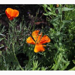 Rdlige toner blomstermiks ( min. 2 gram fr)