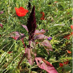 Rdlige toner blomstermiks ( min. 2 gram fr)